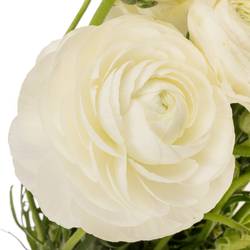 Ranunkel weiss Elegance Italien Extra 40cm