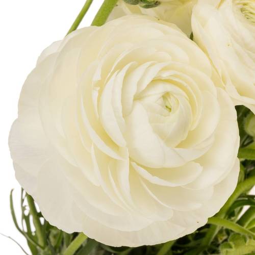 Ranunkel weiss Elegance Italien Extra 40cm