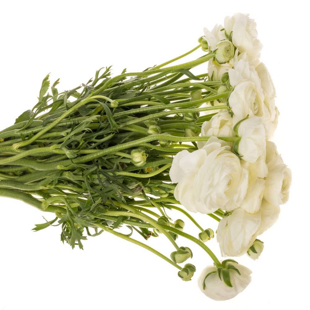 Ranunkel weiss Elegance Italien Extra 40cm