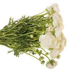Ranunkel weiss Elegance Italien Extra 40cm