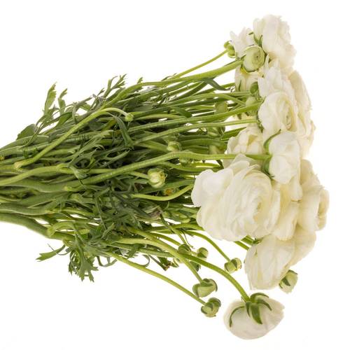 Ranunkel weiss Elegance Italien Extra 40cm