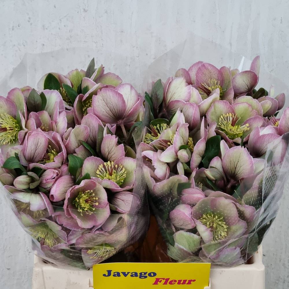 Helleborus rosa/grün Baylis Blush 35cm x20