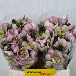 Helleborus rosa/grün Baylis Blush 35cm x20