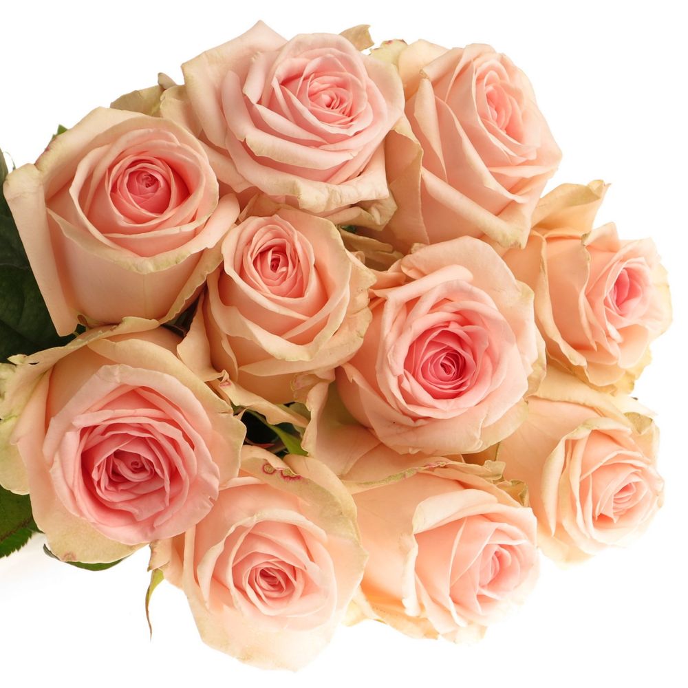 Rose rosa Lovely Dolomiti 70cm