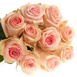 Rose rosa Lovely Dolomiti 70cm