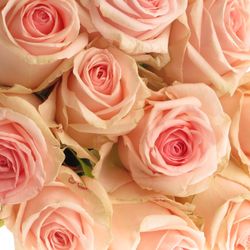 Rose rosa Lovely Dolomiti 70cm