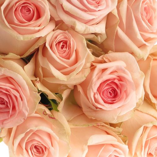 Rose rosa Lovely Dolomiti 70cm