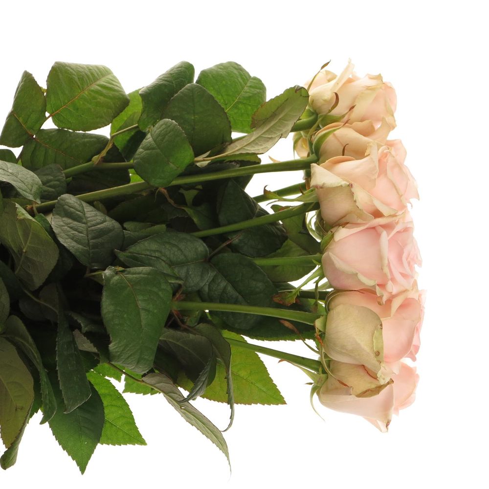 Rose rosa Lovely Dolomiti 70cm