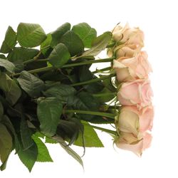 Rose rosa Lovely Dolomiti 70cm