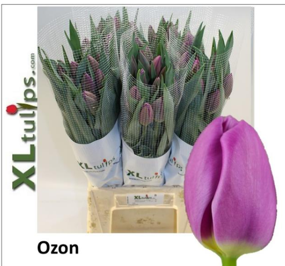 Franz.lila Ozon 44 ramm 50cm