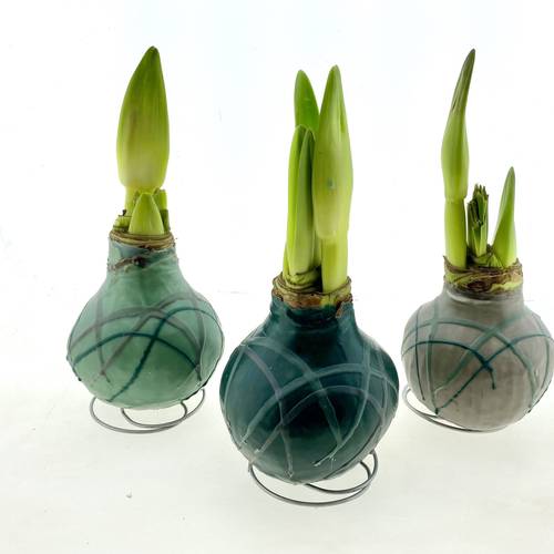 Amar.Bol Wachs Forest mix grün rote Bl. 32cm H015