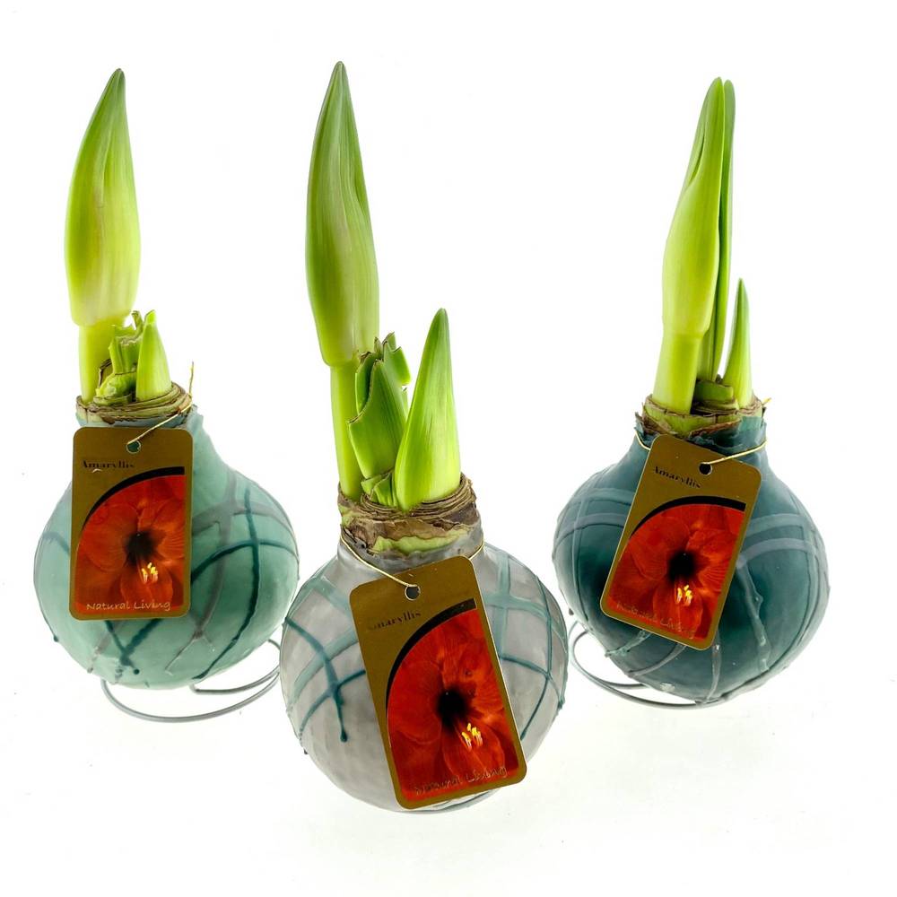 Amar.Bol Wachs Forest mix grün rote Bl. 32cm H015