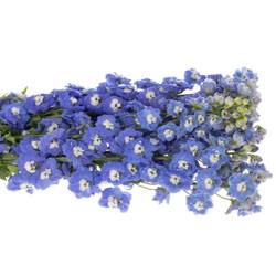 Delphinium blau aurora 110cm