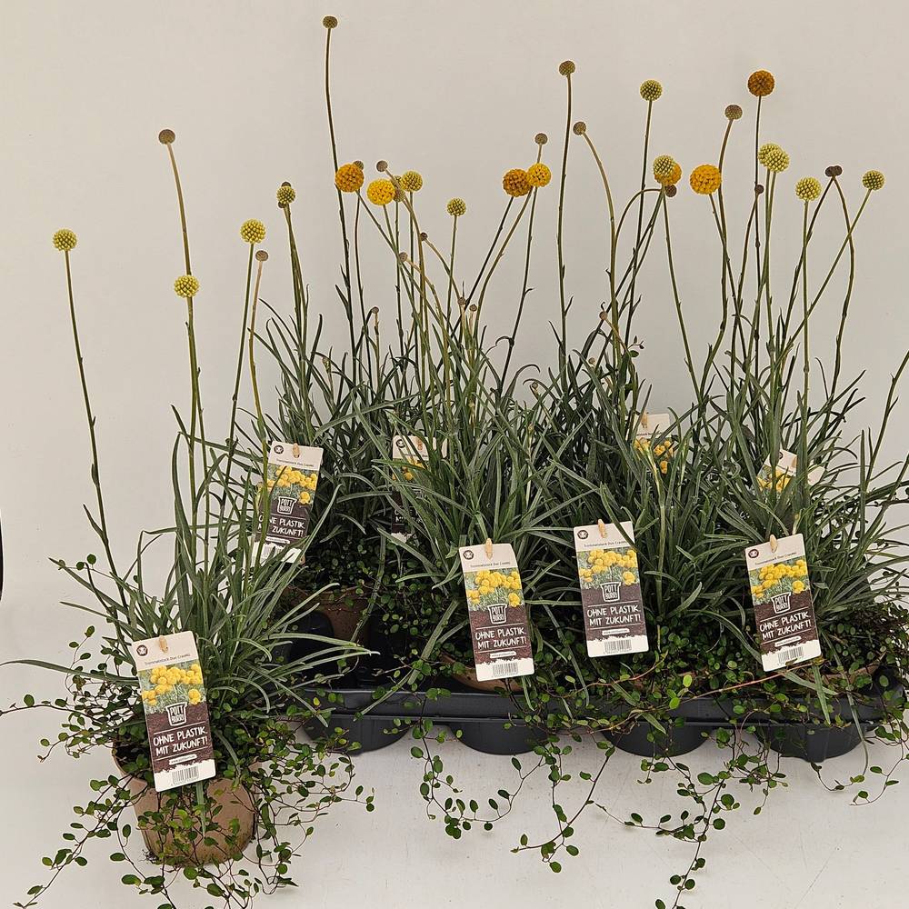 Craspedia Glob.+Muehlenbeckia mix T13 H050