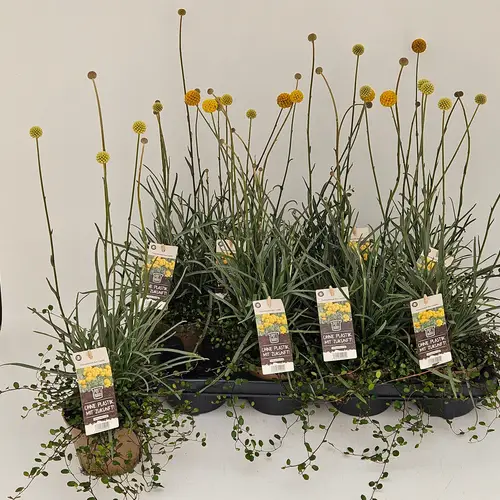 Craspedia Glob.+Muehlenbeckia mix T13 H050