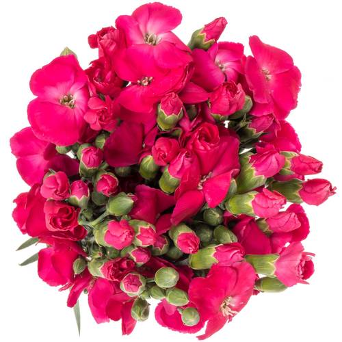 Mininelke fuchsia Imre Solomio 60cm