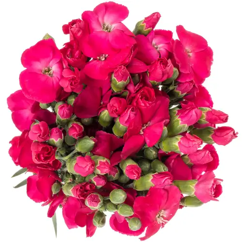 Mininelke fuchsia Imre Solomio 60cm