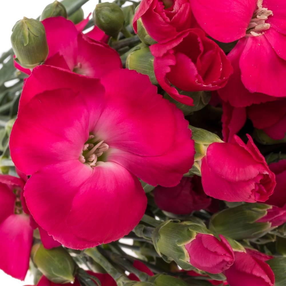 Mininelke fuchsia Imre Solomio 60cm