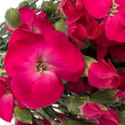 Mininelke fuchsia Imre Solomio 60cm