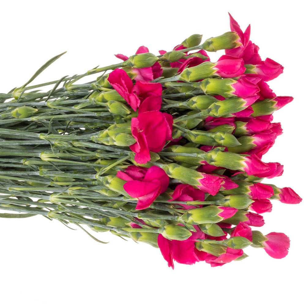 Mininelke fuchsia Imre Solomio 60cm