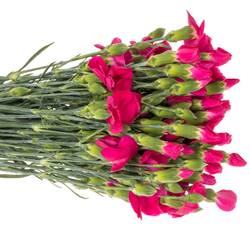 Mininelke fuchsia Imre Solomio 60cm