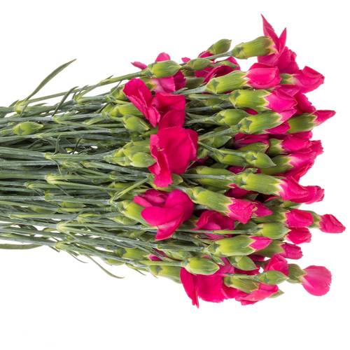 Mininelke fuchsia Imre Solomio 60cm