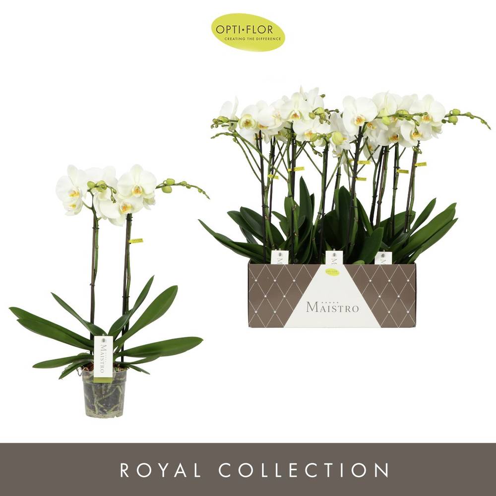 Phal.2-R weiss Maistro T12 H060