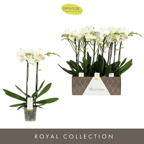 Phal.2-R weiss Maistro T12 H060