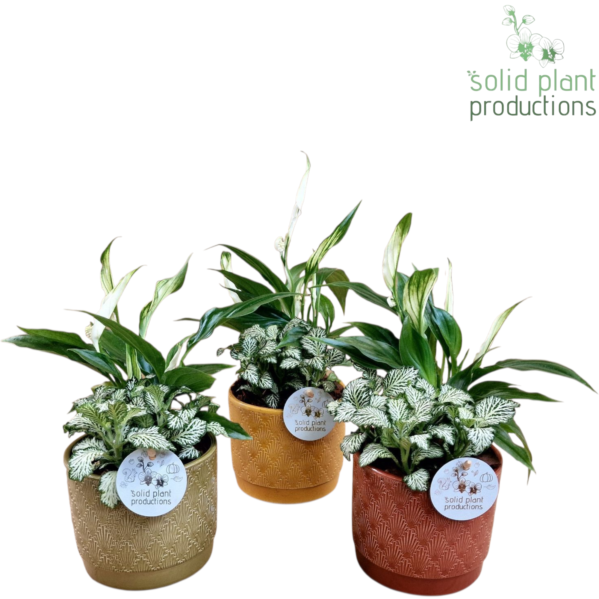 Spath.Arr mix NV003 Ariël Jungle T12 H035