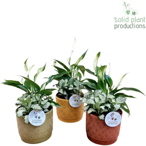 Spath.Arr mix NV003 Ariël Jungle T12 H035