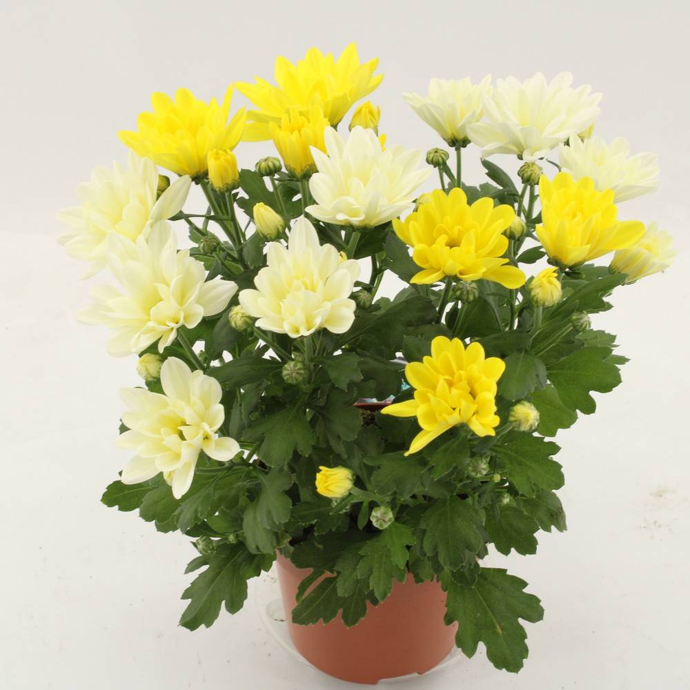 Chrysantheme gelb/weiss Duo T12 H027