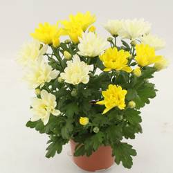 Chrysantheme gelb/weiss Duo T12 H027