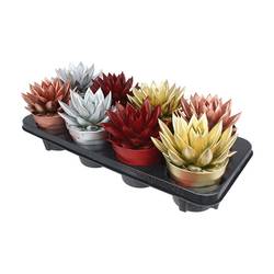 Echeveria Gefärbt mix Weihnachten T12 H017