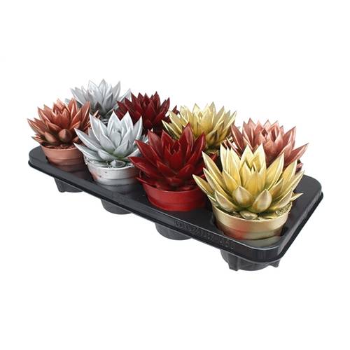 Echeveria Gefärbt mix Weihnachten T12 H017
