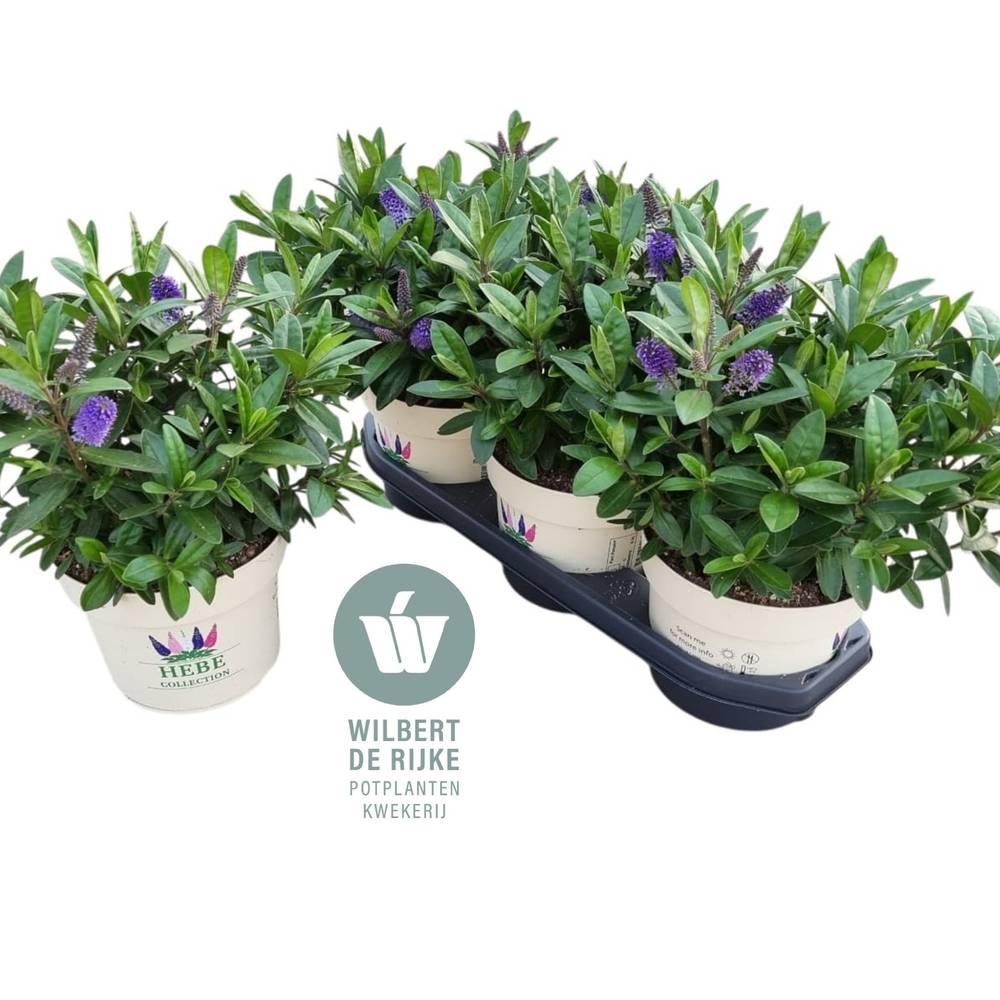 Hebe Toupo blau T19 H035