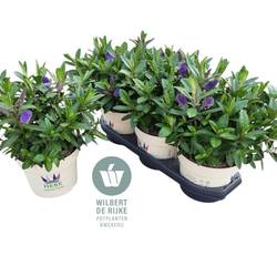 Hebe Toupo blau T19 H035