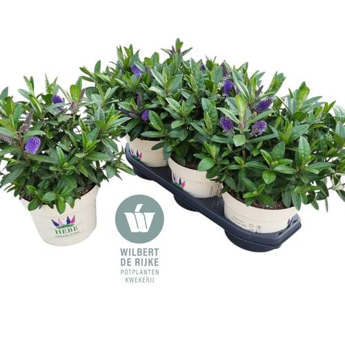 Hebe Toupo blau T19 H035