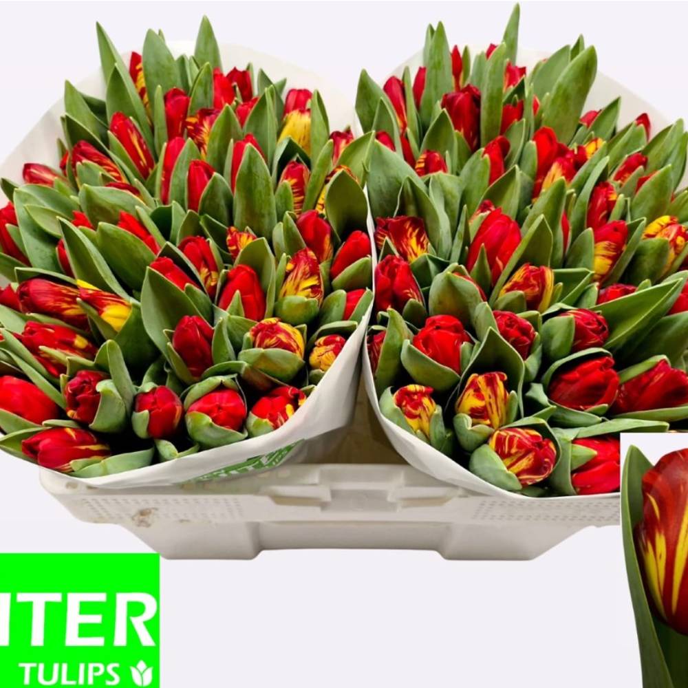 Tulpe Rot/gelb 28 Gramm
