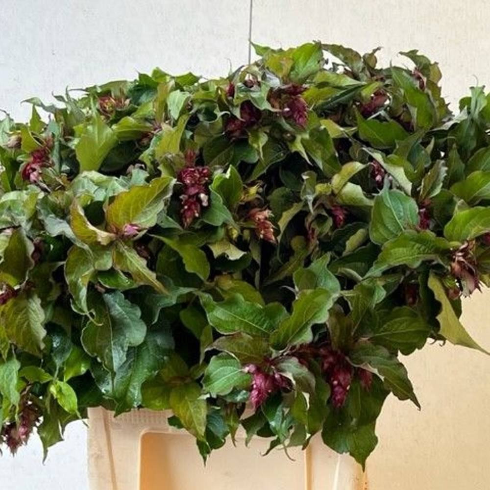 Leycesteria dunkel rot formosa 60cm