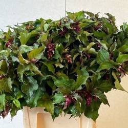 Leycesteria dunkel rot formosa 60cm