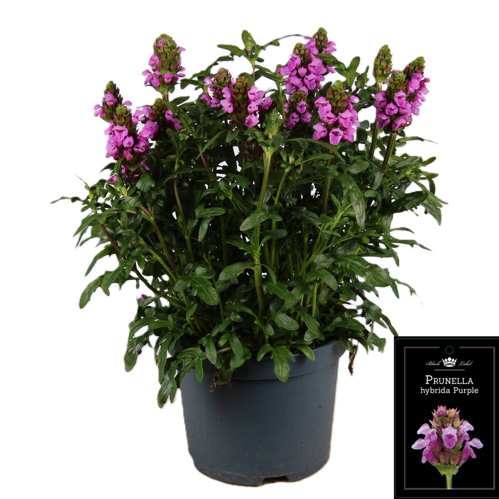 Prunella lila T19 H055