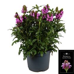 Prunella lila T19 H055