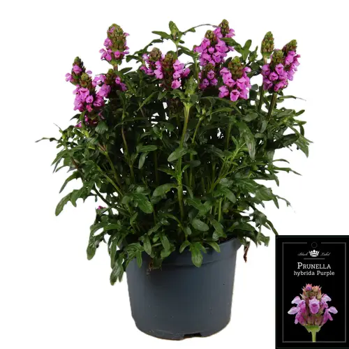 Prunella lila T19 H055