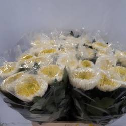 Chrys.Deko weiss-cre /weiss Bislet White 135Gramm 85cm