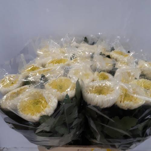 Chrys.Deko weiss-cre /weiss Bislet White 135Gramm 85cm