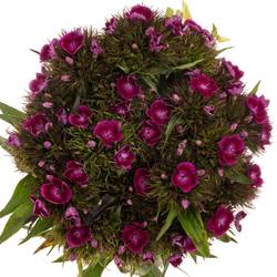 Bartnelke fuchsia Barbarella Purper 60cm