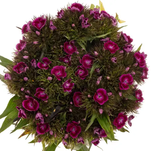 Bartnelke fuchsia Barbarella Purper 60cm