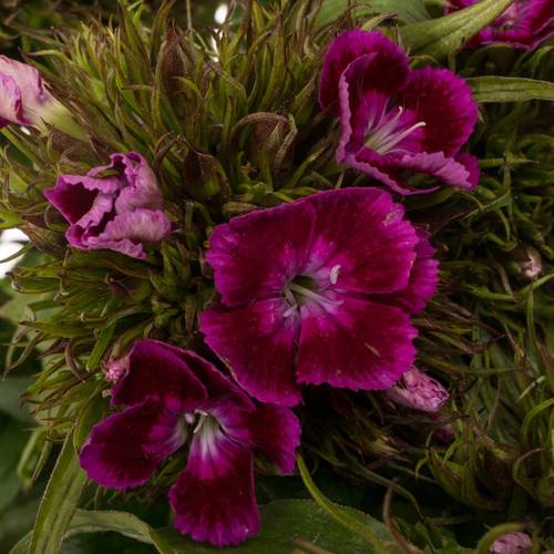 Bartnelke fuchsia Barbarella Purper 60cm