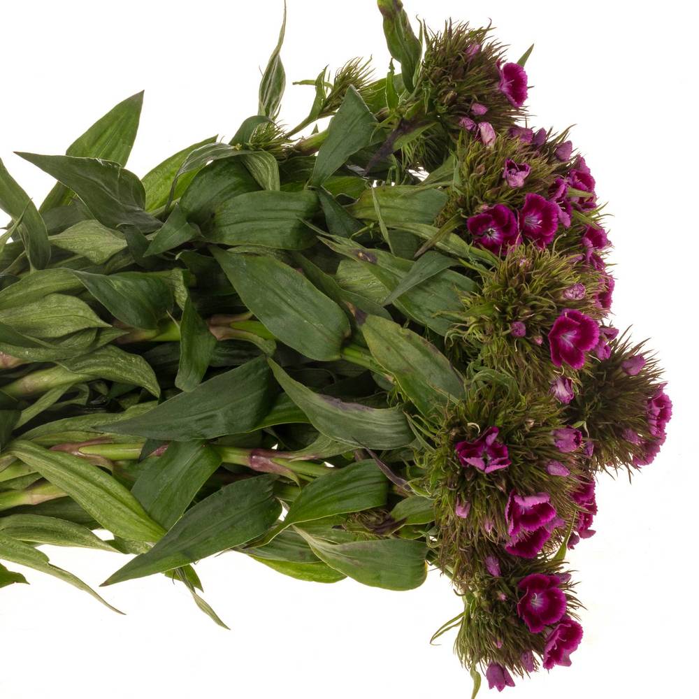 Bartnelke fuchsia Barbarella Purper 60cm