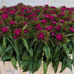 Bartnelke fuchsia Barbarella Purper 60cm